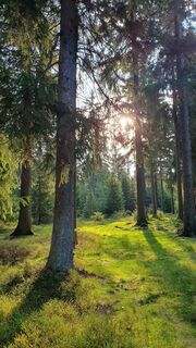 Bergfichtenwald bei Lauscha