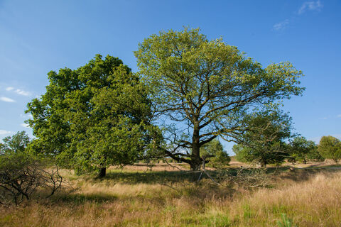 Urige Landschaft Wilsede