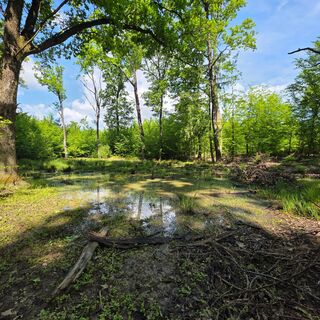 Ein kleiner Tümpel auf einer Waldlichtung