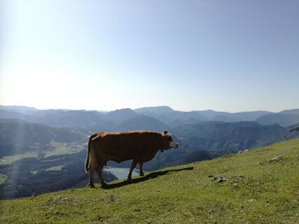 Kuh am Gipfel