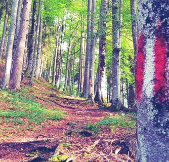 Weg durch Birkenwald