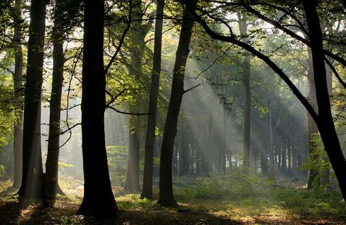 Wald von Crécy