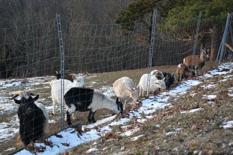 Tiere im Keltendorf