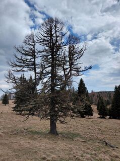 Fotografia z Ugo Olivotto na trase