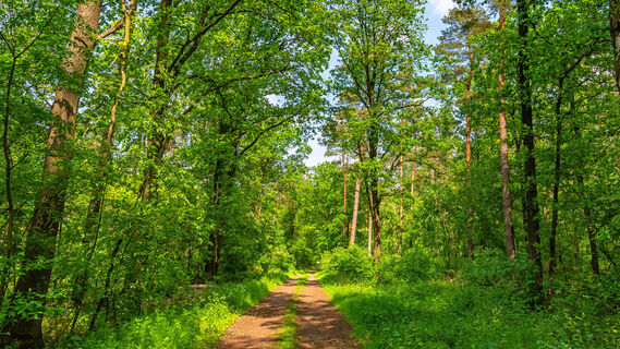 Wege durch die teils bewaldetet Gilkenheide
