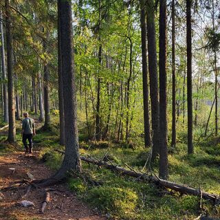 Der Weg auf der Heinisuo-Runde ist teilweise wurzelig.