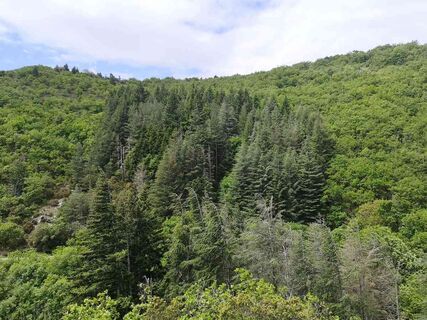 Der Wald von Gardes_forêt_ferrals
