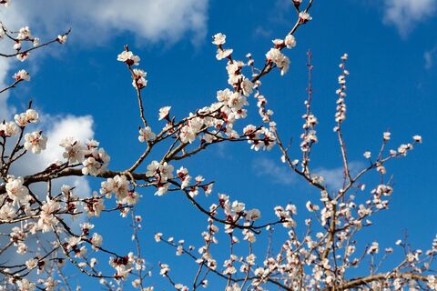 Marillenblüte