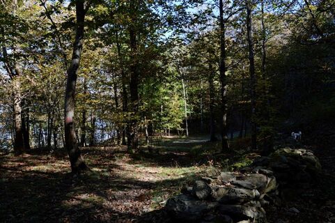 der Wald