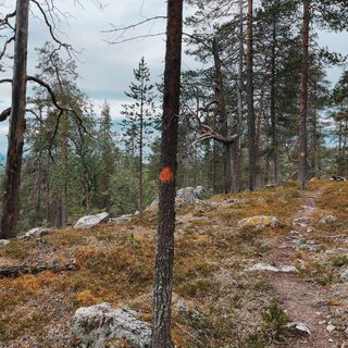Der Pfad führt durch einen alten Wald hinauf zur Grenzmarkierung von drei Gemeinden.