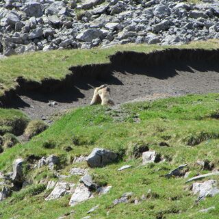 Murmeltiere im Nationalpark