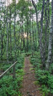 moorpfad-ormont-7