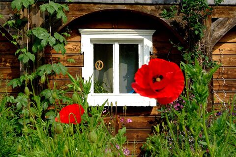 Mohnblume vor Umgebinde