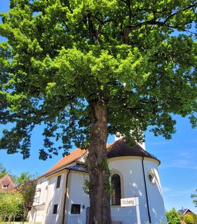 Schöne, alte Eiche an der Kirche in Ollarzried