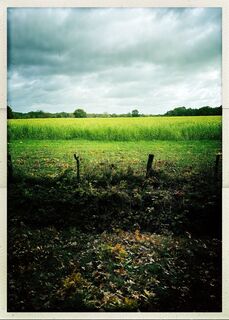 Foto von Weidenbaum entlang der Tour