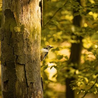 Der Mittelspecht schätzt die sonnigen Laubwälder mit Buchen und alten Eichen im Nationalpark Eifel