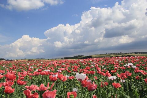 Blick Richtung Pleßberg mit Mohnblüte