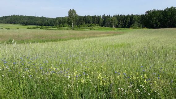 Feld
