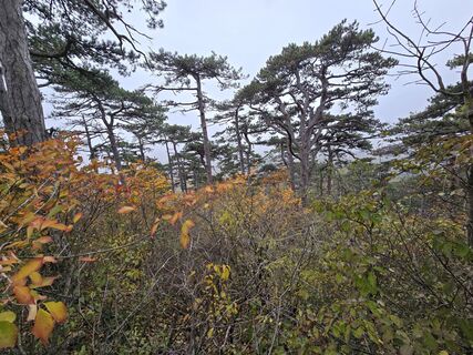 Foto de enipeus 65 a lo largo del recorrido