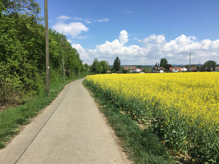 Weg nach Oberuhldingen entlang eines Rapsfeldes