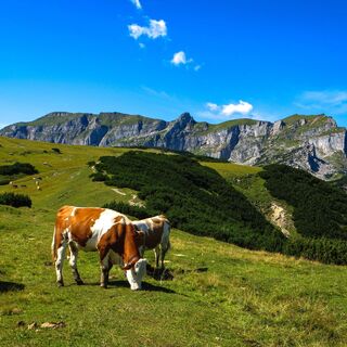 Grasende Kühe mit Blick auf Rofan Gebirge
