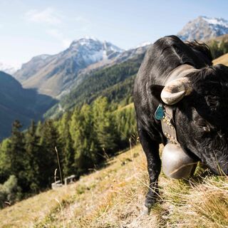 Hérens-Rind auf einer Alp im Val d'Anniviers