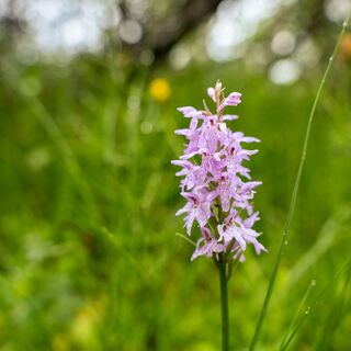 Blumenvielfalt im Kojenmoos