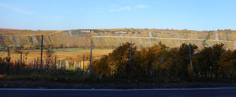 Weinberge zwischen Hessigheim und Mundelsheim (von Straße aus Kleiningersheim aus)
