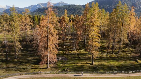 Drohnenaufnahme Wanderung im Herbst am Oberen Wiesenweg_Aufnahme von der Seite mit vielem Lärchen_Reither Spitze in der Distanz.jpg