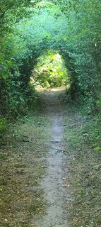 Photo de Wolf le long du parcours