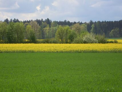 Rapsblüte in Steinfurt