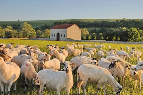 Grasende Schafe im Europäischen Kulturpark Bliesbruck-Reinheim