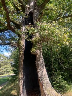Eiche inmitten der Trupbacher Heide