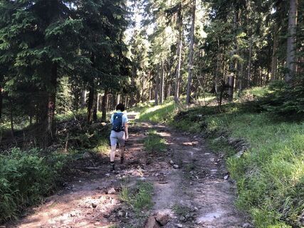 Waldweg