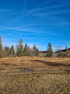 Moorlandschaft im Pfarrholz