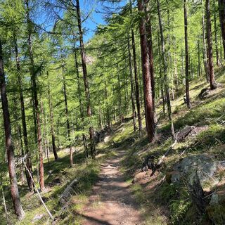 Im Furwald unterwegs