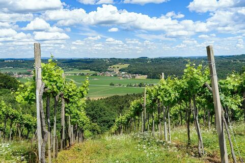 Weingärten und Blick nach Heimschuh