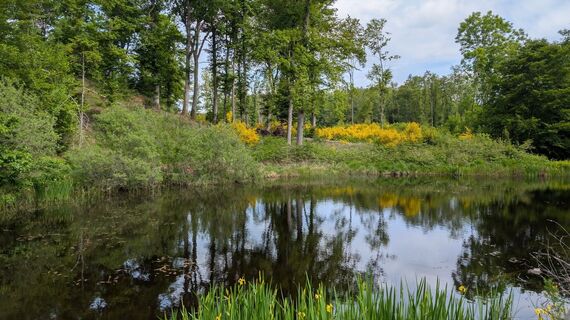 Arfin-Wald