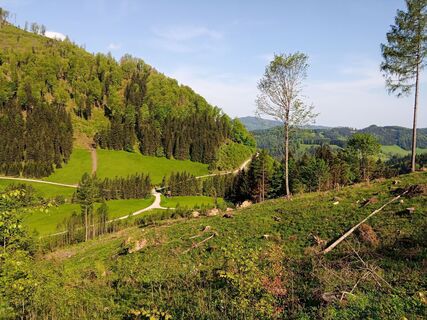 Foto von Wanderkatze entlang der Tour