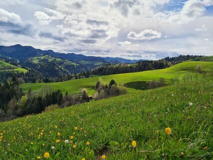 Typische Napflandschaft bei Menzberg