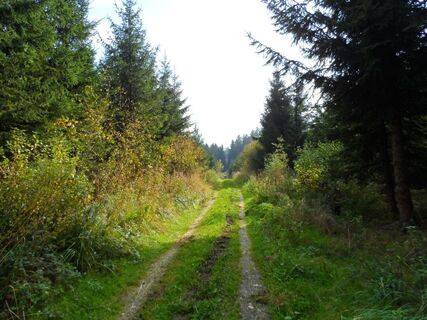 Der Salaberger Wald