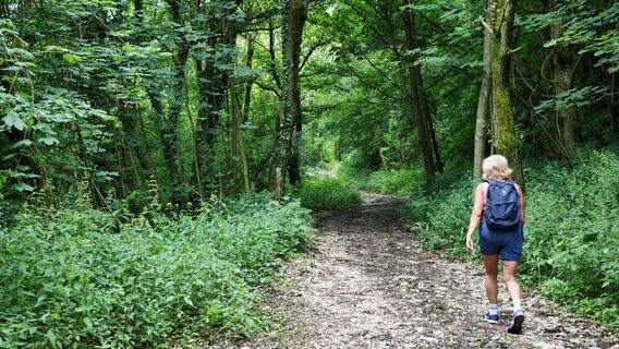 Der erste Teil des Weges führt über die östlichen Hänge des Ivanec entlang einer Forststraße