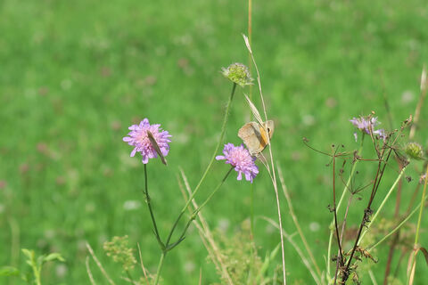 Blumen am Wegesrand des geologischen Lehrpfades