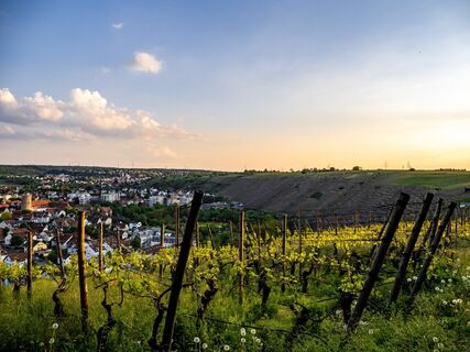 Aussichtsreich Walheim Schönste Weinsicht Blick Besigheim 2022