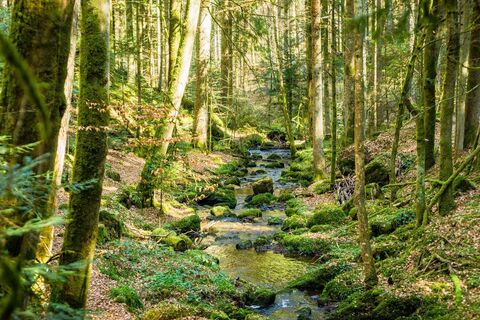 Das Schweinbachtal bietet Naturgenuss pur