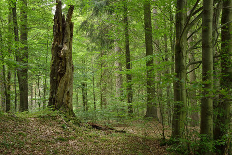 Stehendes Totholz - Ökologisch höchst wertvoll