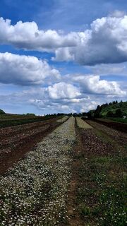 Foto de Elisabeth Vonarburg a lo largo del recorrido