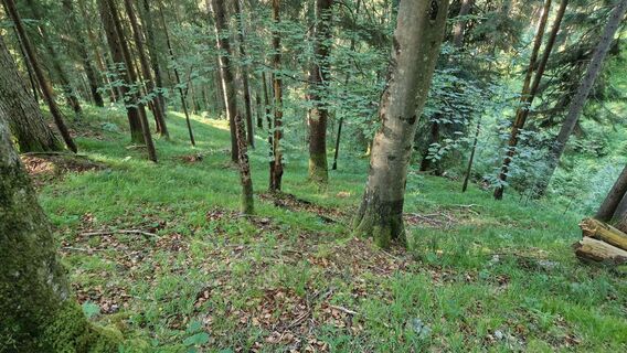 Wegloser Aufstieg im Wald zum Forstweg mit Jägerstand.