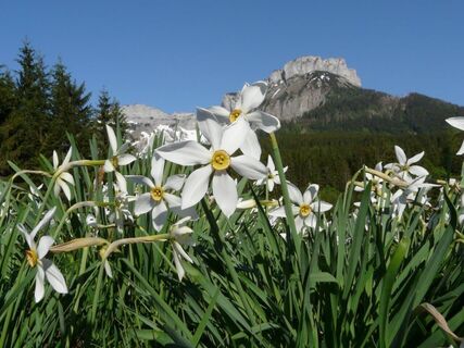 Narzissen vor dem Loser