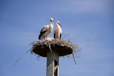 Storchennest